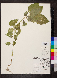 Acalypha ostryifolia image