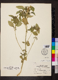 Acalypha ostryifolia image