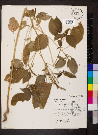 Acalypha ostryifolia image