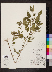 Acalypha rhomboidea var. rhomboidea image