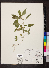 Acalypha virginica image