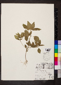 Acalypha rhomboidea var. rhomboidea image