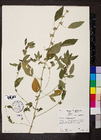 Acalypha virginica image