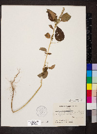 Acalypha ostryifolia image