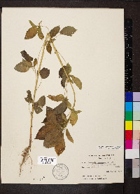 Acalypha ostryifolia image