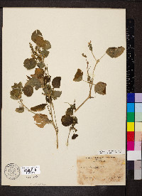 Acalypha ostryifolia image