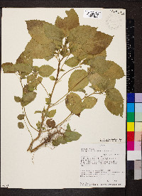 Acalypha ostryifolia image