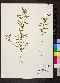 Acalypha gracilens image