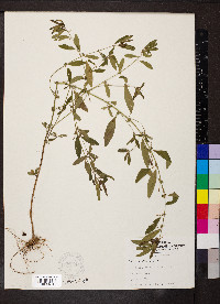 Acalypha gracilens image