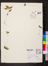 Acalypha gracilens image