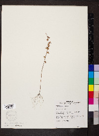 Acalypha gracilens image