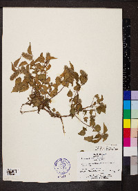 Acalypha alopecuroides image