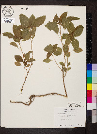 Acalypha arvensis image