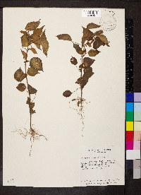 Acalypha alopecuroides image