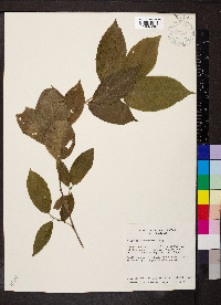 Acalypha diversifolia image