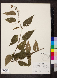 Acalypha leptopoda image