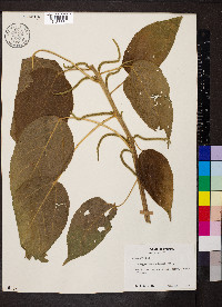 Acalypha macrostachya image