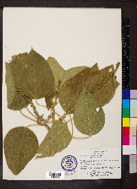 Acalypha macrostachya image