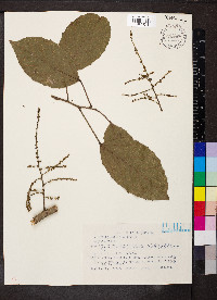 Alchornea latifolia image