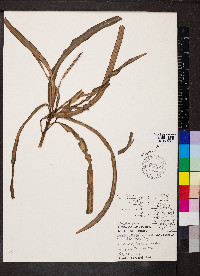 Codiaeum variegatum image