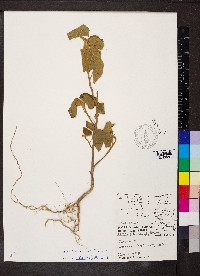 Bernardia dichotoma image