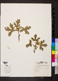Cnidoscolus urens image