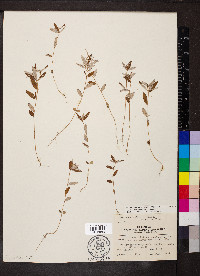 Croton michauxii var. ellipticus image