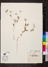 Croton michauxii var. ellipticus image