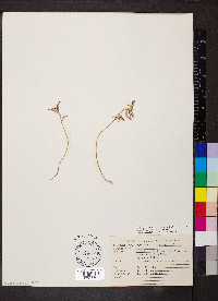 Croton michauxii var. ellipticus image