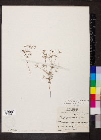 Croton michauxii image