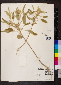 Croton capitatus image