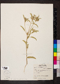 Croton capitatus image