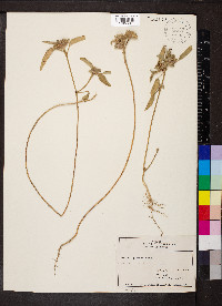 Croton capitatus image