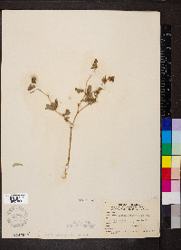 Croton capitatus image