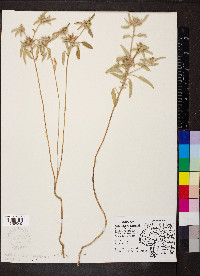 Croton capitatus image
