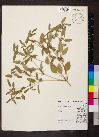 Croton monanthogynus image