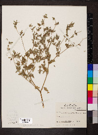 Croton monanthogynus image