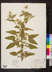 Croton lindheimeri image