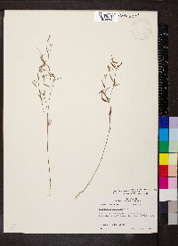 Croton michauxii image