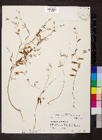 Croton michauxii var. ellipticus image