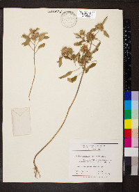 Croton capitatus image