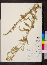 Croton capitatus image