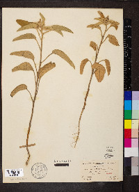 Croton capitatus image