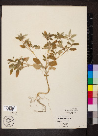 Croton monanthogynus image