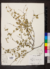 Croton betulinus image