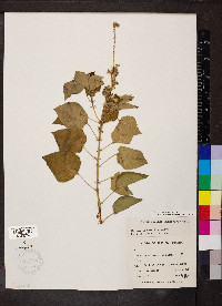 Croton ciliatoglandulifer image