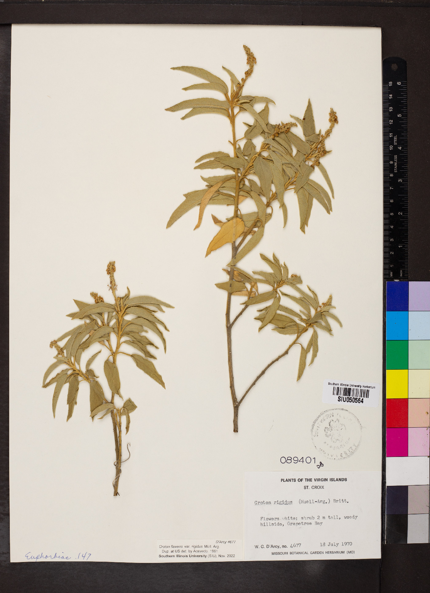 Croton flavens var. rigidus image