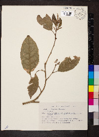 Croton schiedeanus image