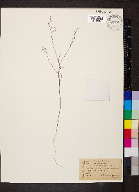 Croton michauxii var. michauxii image