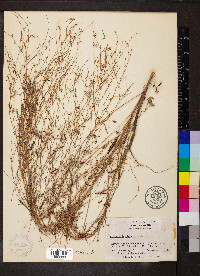 Croton michauxii var. michauxii image
